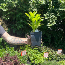 Load image into Gallery viewer, Lobelia siphlitica