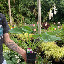 Load image into Gallery viewer, Hosta 'Elegans'