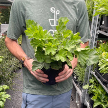 Load image into Gallery viewer, Geum 'Totally Tangerine'