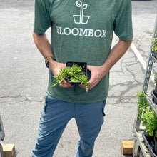 Load image into Gallery viewer, Delosperma 'Fire Spinner®'