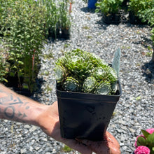 Load image into Gallery viewer, Sempervivum 'Cobweb'