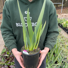 Load image into Gallery viewer, German Iris 'Invitation'