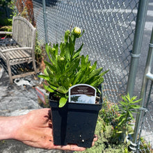Load image into Gallery viewer, Leucanthemum 'Snow Lady'