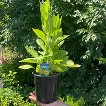 Load image into Gallery viewer, Rudbeckia deamii