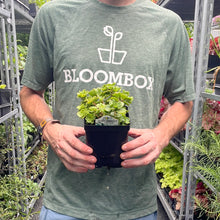 Load image into Gallery viewer, Sedum ternatum