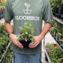 Load image into Gallery viewer, Gaillardia 'Arizona Sun'