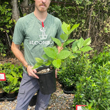 Load image into Gallery viewer, Calycanthus floridus