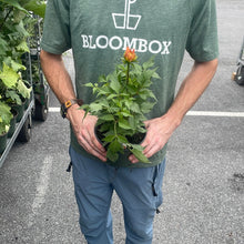 Load image into Gallery viewer, XXL Cutting Dahlias