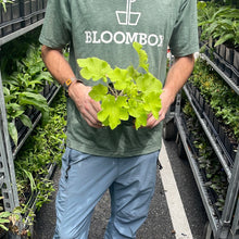 Load image into Gallery viewer, Heuchera 'Guacamole'