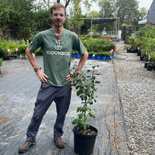Load image into Gallery viewer, White Fringe Tree