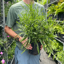 Load image into Gallery viewer, Aster 'Wood's Pink'