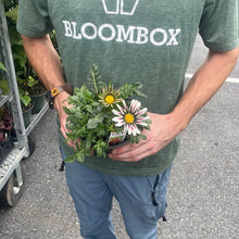 Load image into Gallery viewer, Gazania