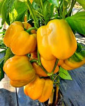 Load image into Gallery viewer, Pepper 'Early Sunsation'