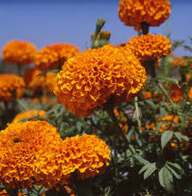 Load image into Gallery viewer, Marigold 'Xochi Orange'
