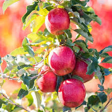 Load image into Gallery viewer, Apple Tree 'Pink Lady Dwarf'