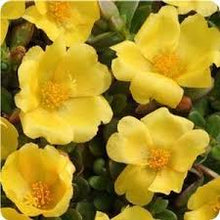 Load image into Gallery viewer, Portulaca
