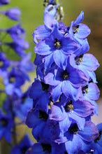Load image into Gallery viewer, Delphinium Pacific Giant 'Blue Jay'
