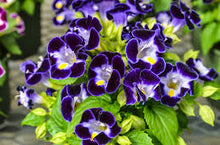 Load image into Gallery viewer, Torenia