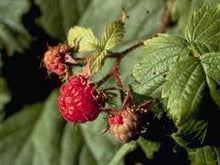 Load image into Gallery viewer, Rubus strigosus (American Red Raspberry)