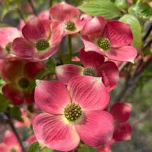 Load image into Gallery viewer, Flowering Dogwood 'Stellar Red'