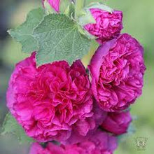 Load image into Gallery viewer, Alcea 'Chater's Double Violet'