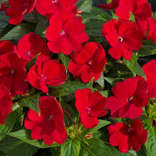 Load image into Gallery viewer, Sunpatiens®