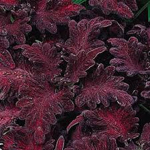 Load image into Gallery viewer, Coleus 'Black Dragon'