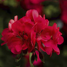 Load image into Gallery viewer, Ivy Geranium