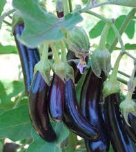 Load image into Gallery viewer, Eggplant 'Little Fingers'