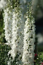 Load image into Gallery viewer, Delphinium 'Guardian White'