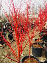 Load image into Gallery viewer, Japanese Maple 'Sango kaku'