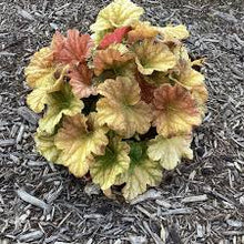 Load image into Gallery viewer, Heuchera 'Changeling'