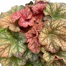 Load image into Gallery viewer, Heuchera 'Changeling'