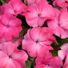 Load image into Gallery viewer, New Guinea Impatiens