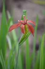 Load image into Gallery viewer, Iris fulva (Copper Iris)