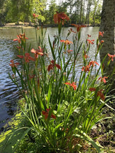 Load image into Gallery viewer, Iris fulva (Copper Iris)