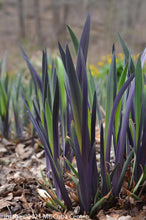 Load image into Gallery viewer, Iris 'Purple Flame'