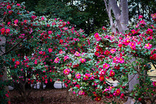 Load image into Gallery viewer, Camellia 'Kanjiro'