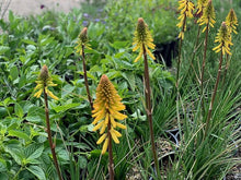 Load image into Gallery viewer, Kniphofia 'Glowstick'