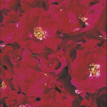Load image into Gallery viewer, Rose - Knock Out®