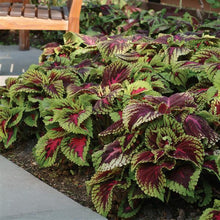 Load image into Gallery viewer, Coleus 'Kong Red'