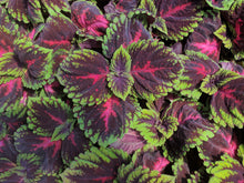 Load image into Gallery viewer, Coleus 'Kong Red'