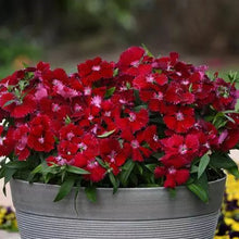 Load image into Gallery viewer, Dianthus 'Floral Lace Red'
