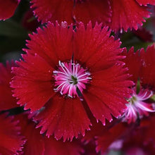 Load image into Gallery viewer, Dianthus 'Floral Lace Red'
