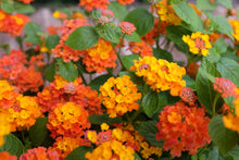 Load image into Gallery viewer, Lantana