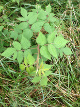 Load image into Gallery viewer, Rubus strigosus (American Red Raspberry)
