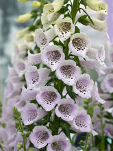 Load image into Gallery viewer, Digitalis 'Camelot™ Lavender