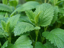 Load image into Gallery viewer, Lemon Balm