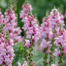 Load image into Gallery viewer, Ultimate Cut Flower Garden Pack