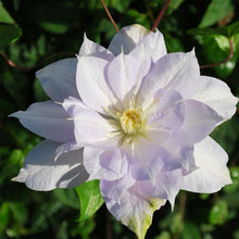 Load image into Gallery viewer, Clematis 'Louise Rowe'